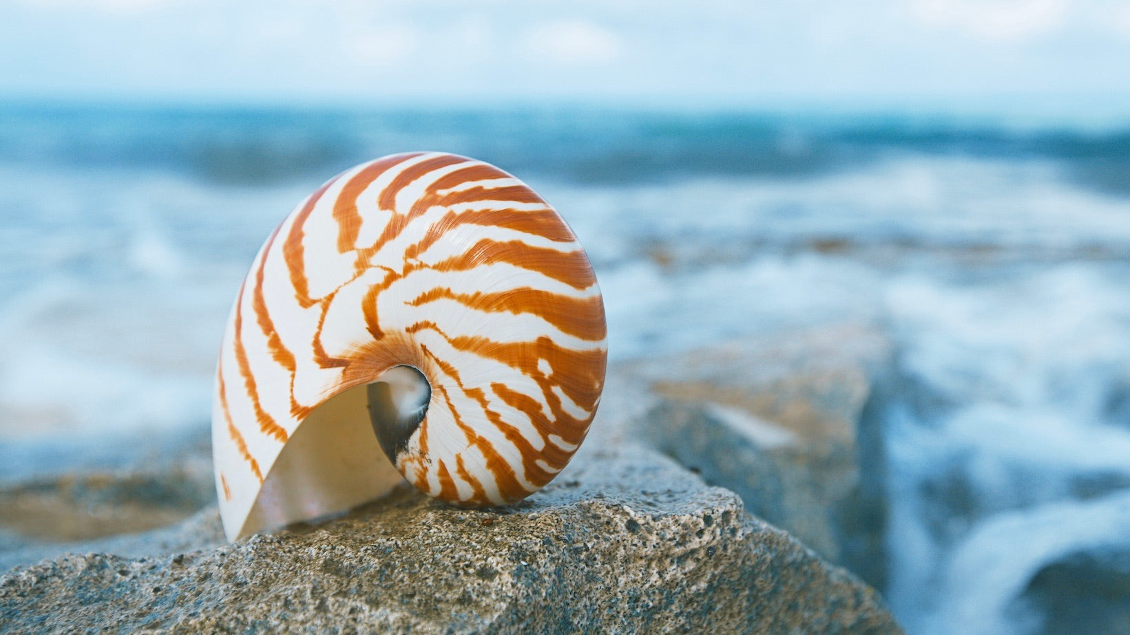 Nautilus on the Beach