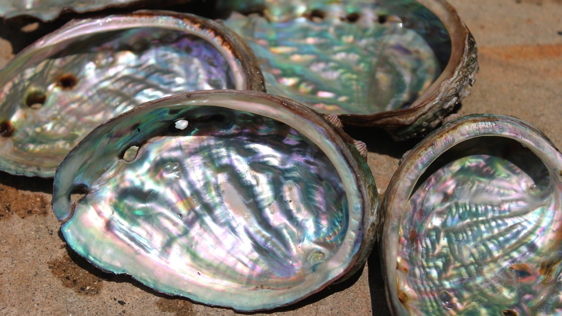 Natural Abalone Shells