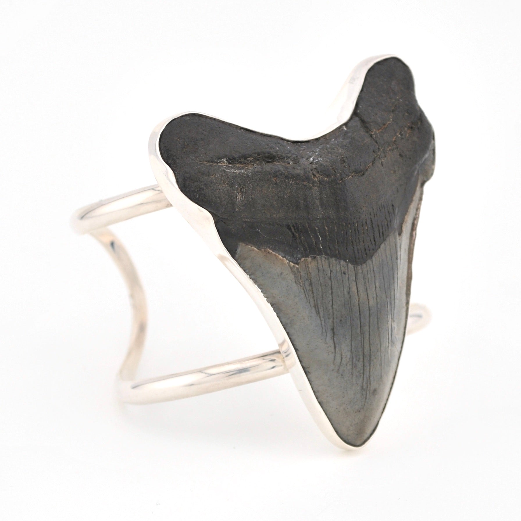 Fossilized shark tooth in a silver bracelet on a white background