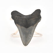 Fossilized shark tooth on a white background
