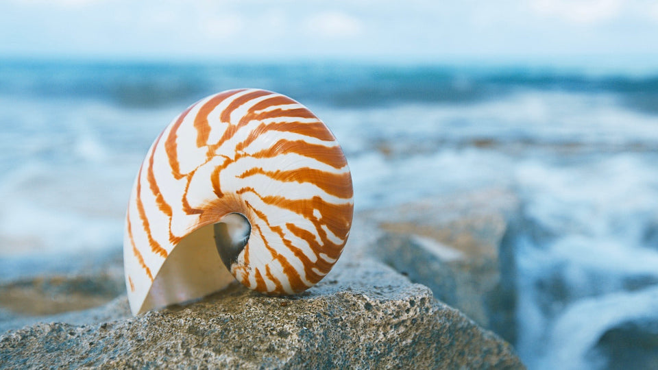 Nautilus on the Beach