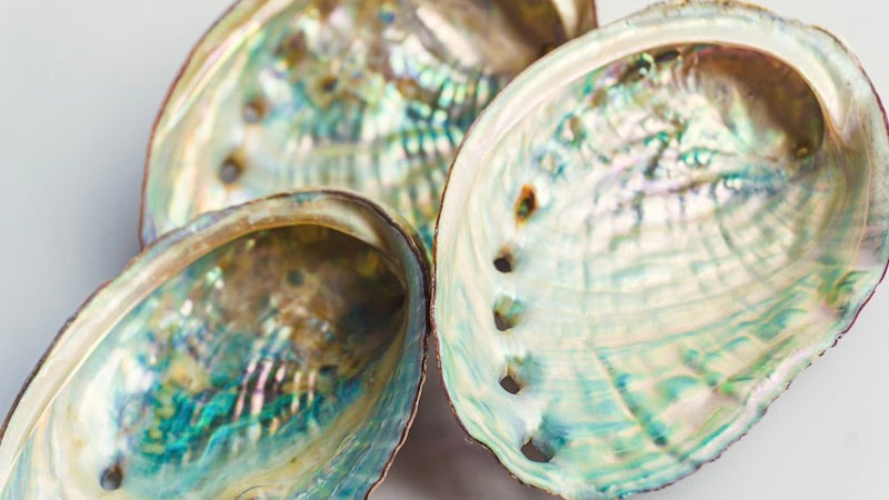 Abalone Shell