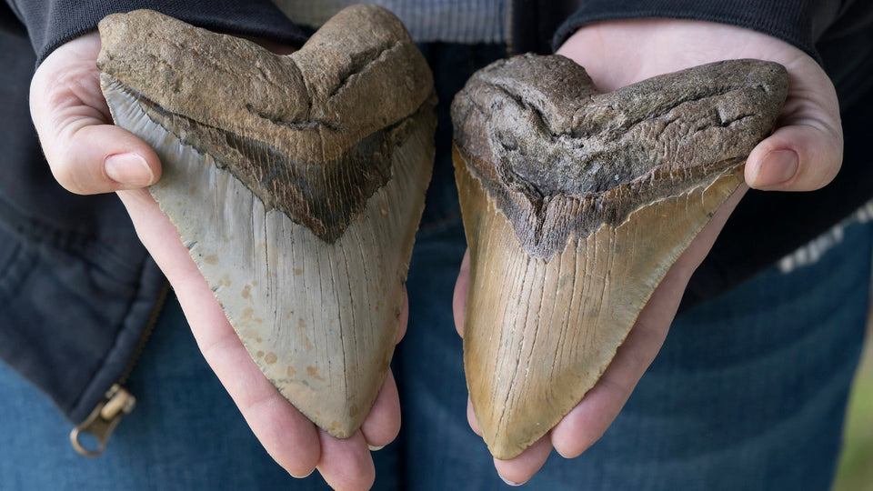 Megalodon Shark Teeth