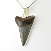 Sterling Silver Fossil Shark Tooth Pendant