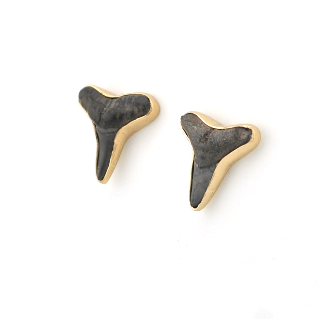 A pair of shark tooth stud earrings with dark gray teeth inlaid in gold-tone settings, shown on a plain white background.