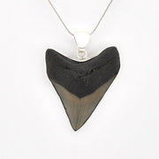 Shark tooth pendant on a chain against a white background