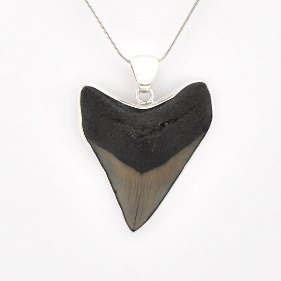 Shark tooth pendant on a chain against a white background