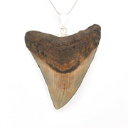 Fossilized shark tooth pendant on a white background