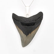 Fossilized shark tooth pendant on a white background
