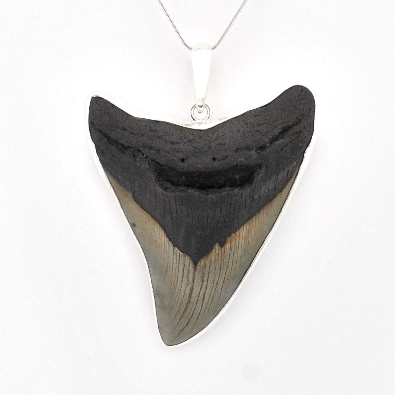 Fossilized shark tooth pendant on a white background