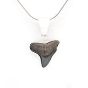 Shark tooth pendant on a silver chain against a white background