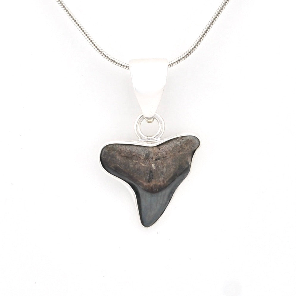 Shark tooth pendant on a silver chain against a white background