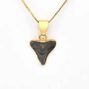 Front View Alchemia Fossil Shark Tooth Pendant