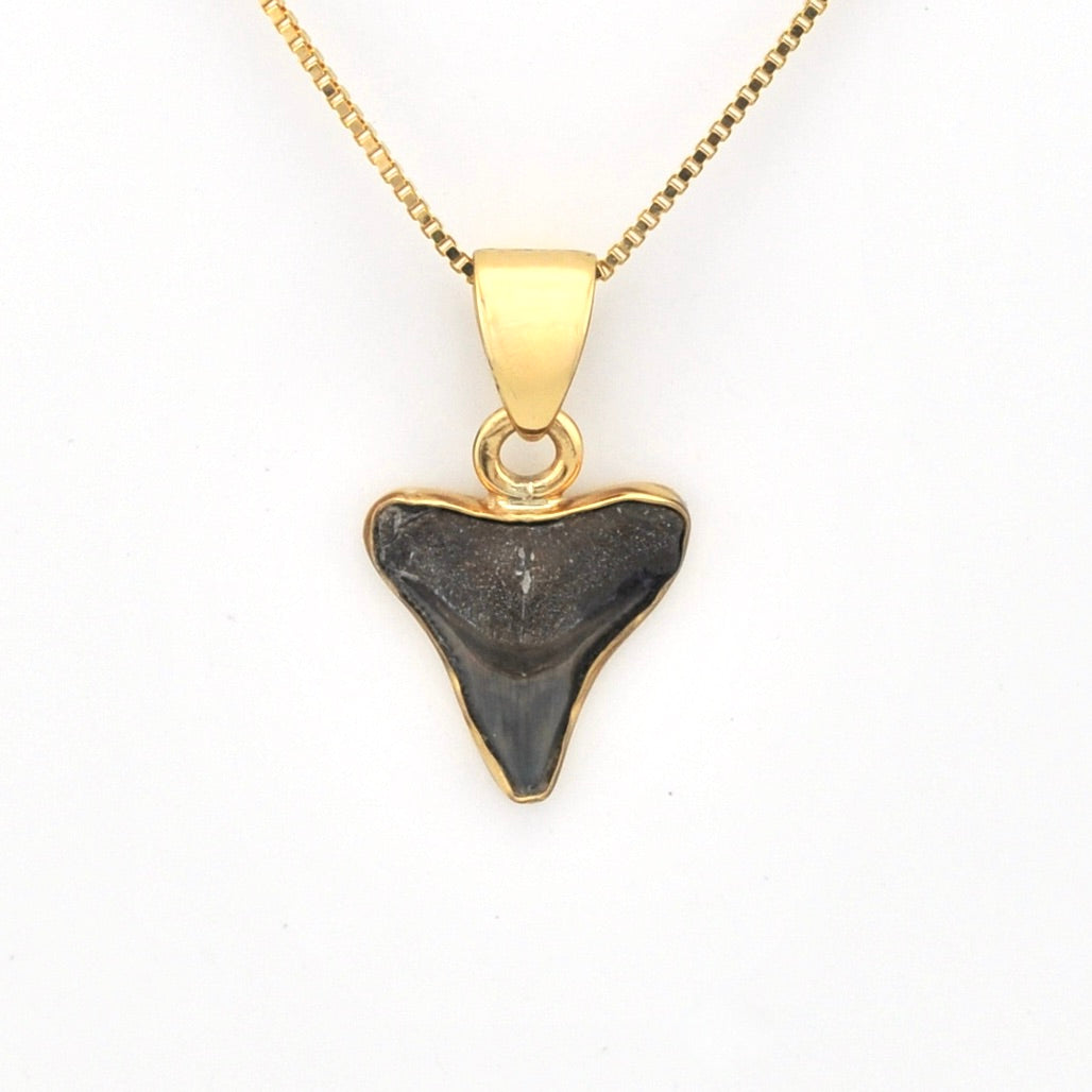 Front View Alchemia Fossil Shark Tooth Pendant