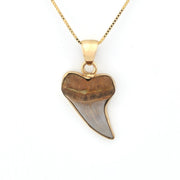 Front View Bakersfield Mako Shark Tooth Pendant