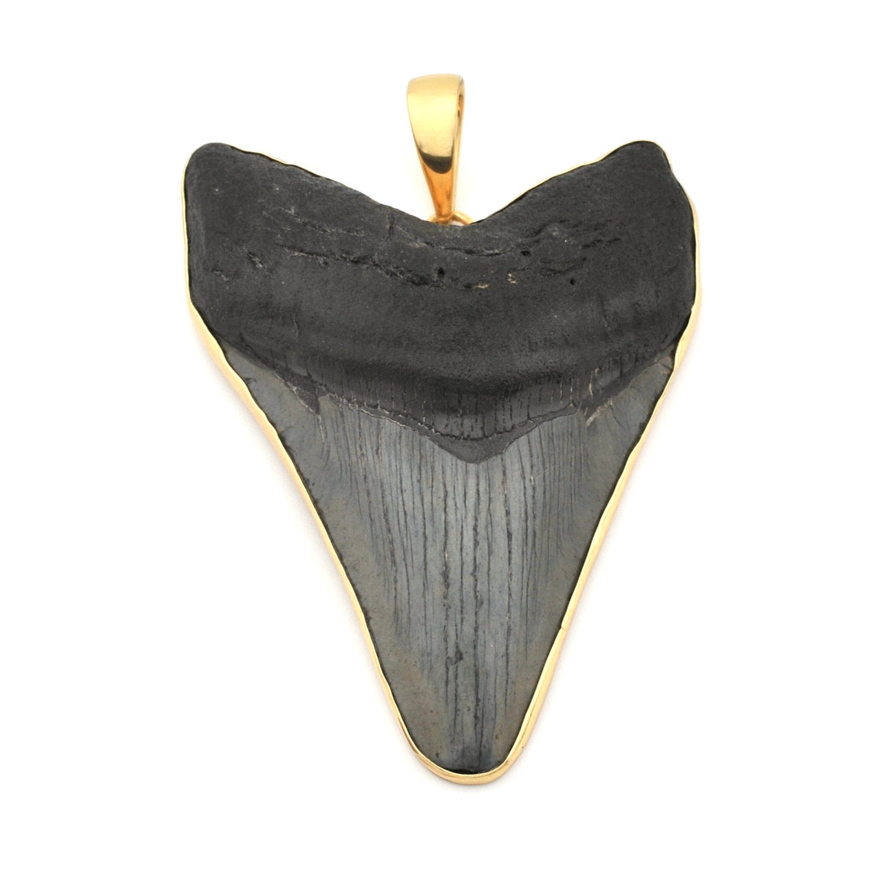 Megalodon Shark Tooth 3.875" Pendant