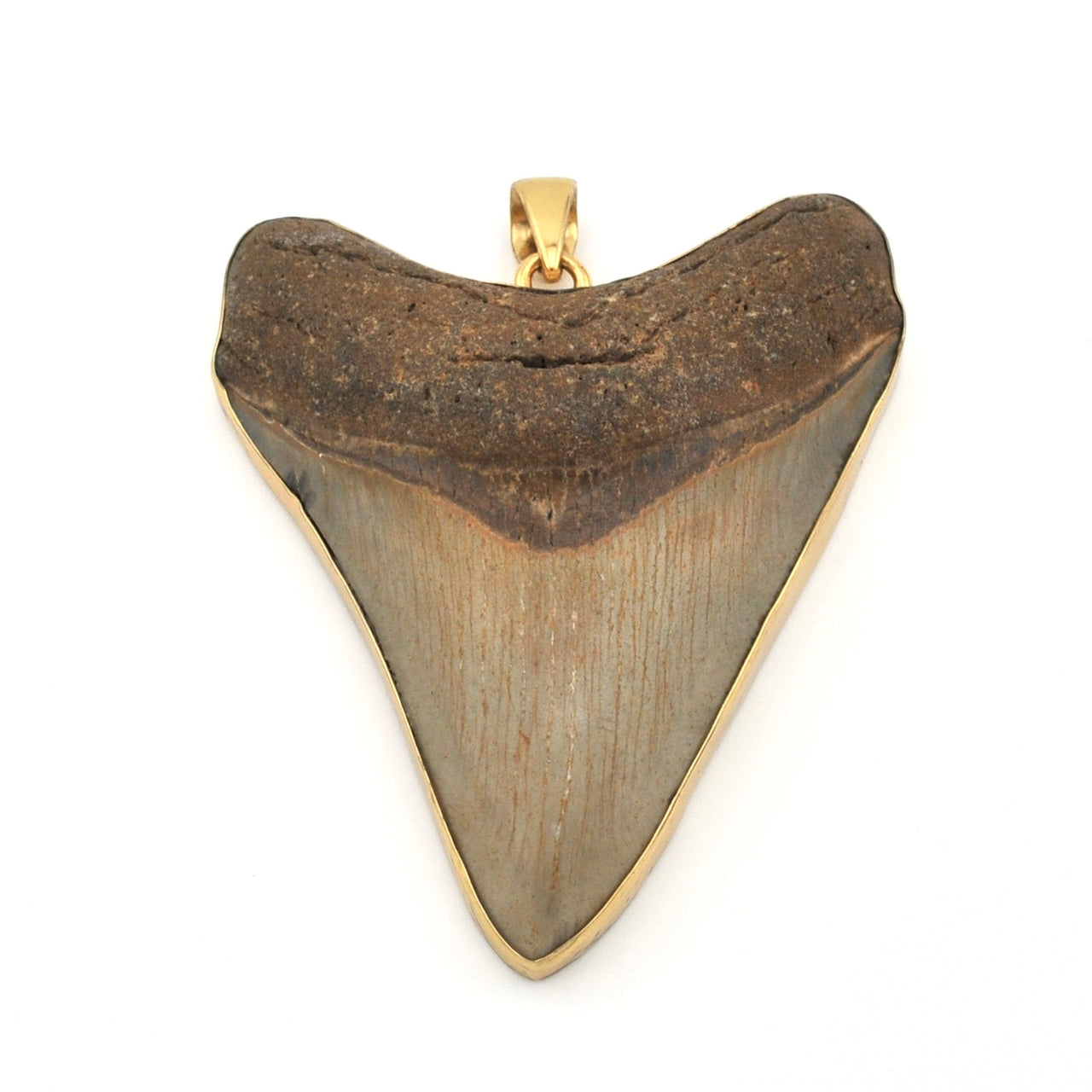 Fossilized shark tooth pendant with gold setting on a white background