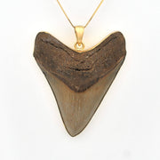 Shark tooth pendant on a gold chain against a white background