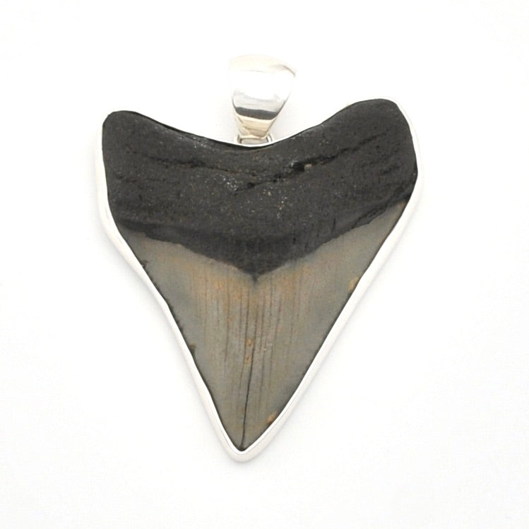 Shark tooth pendant with a silver setting on a white background