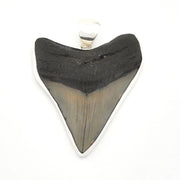 Shark tooth pendant with a silver setting on a white background
