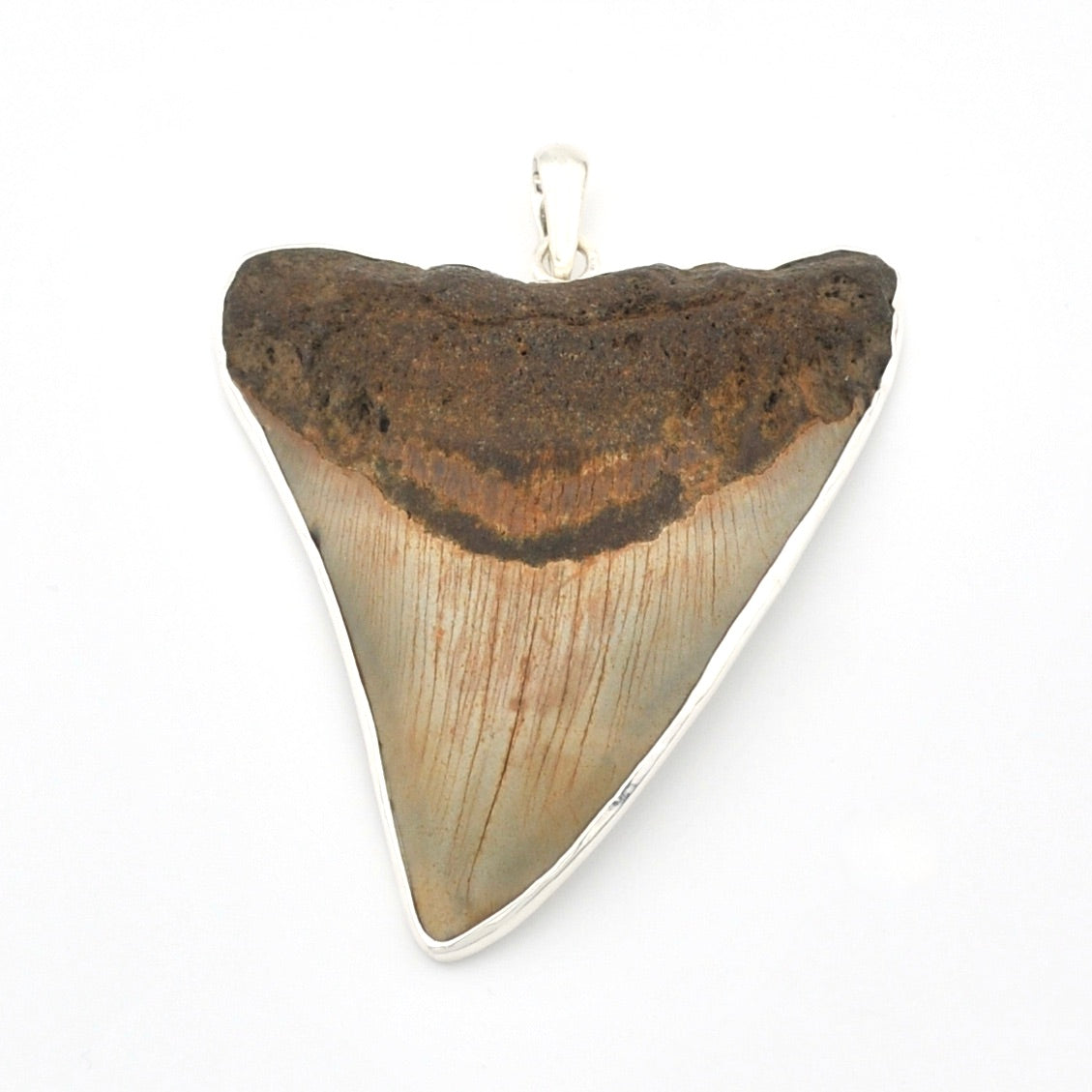 Fossilized shark tooth pendant on a white background