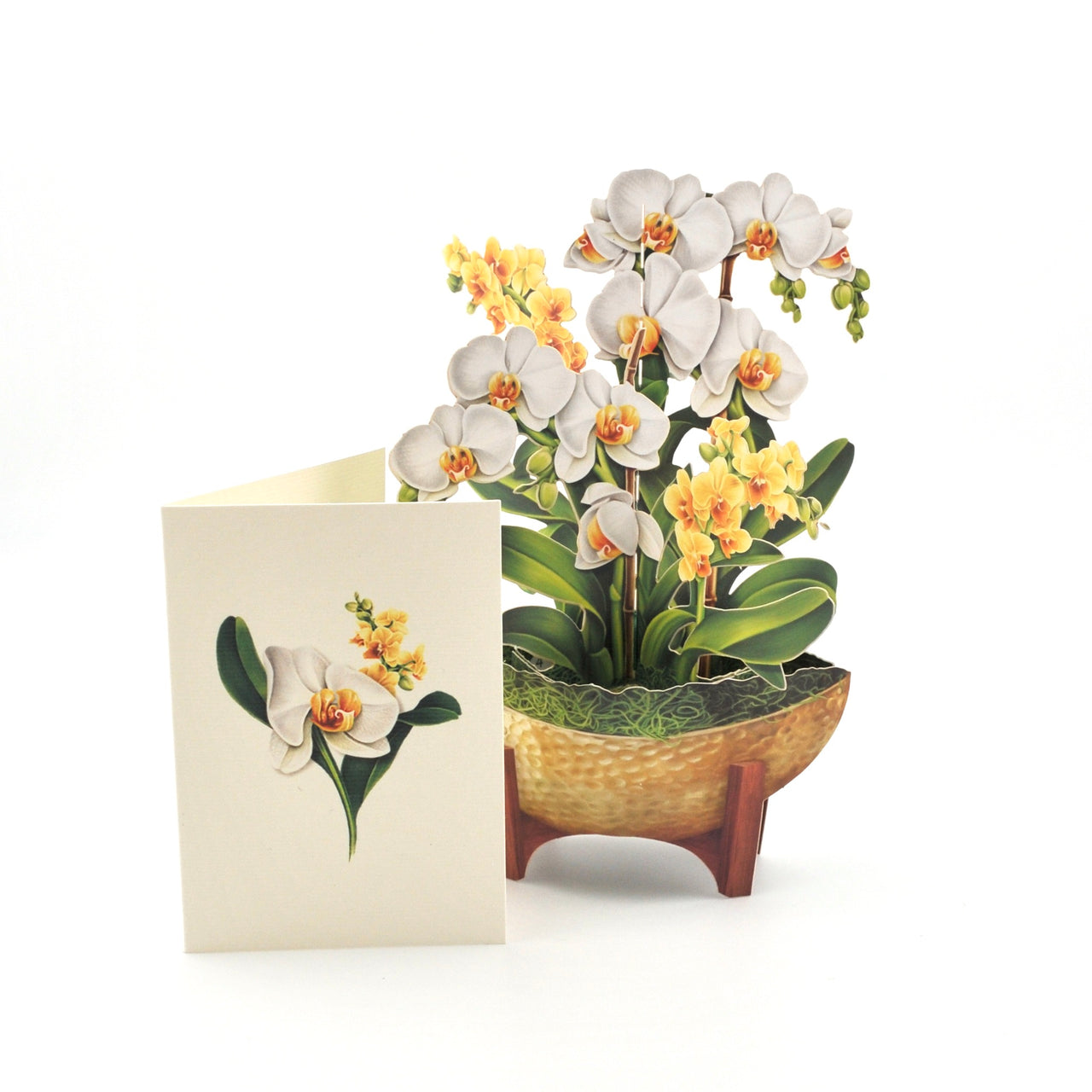 Potted orchid plant with a matching card on a white background
