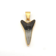 Sand Tiger Shark Tooth Pendant