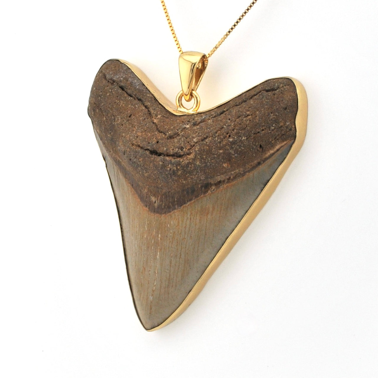 Fossilized shark tooth pendant with gold setting on a white background