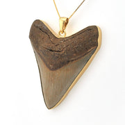 Fossilized shark tooth pendant with gold setting on a white background