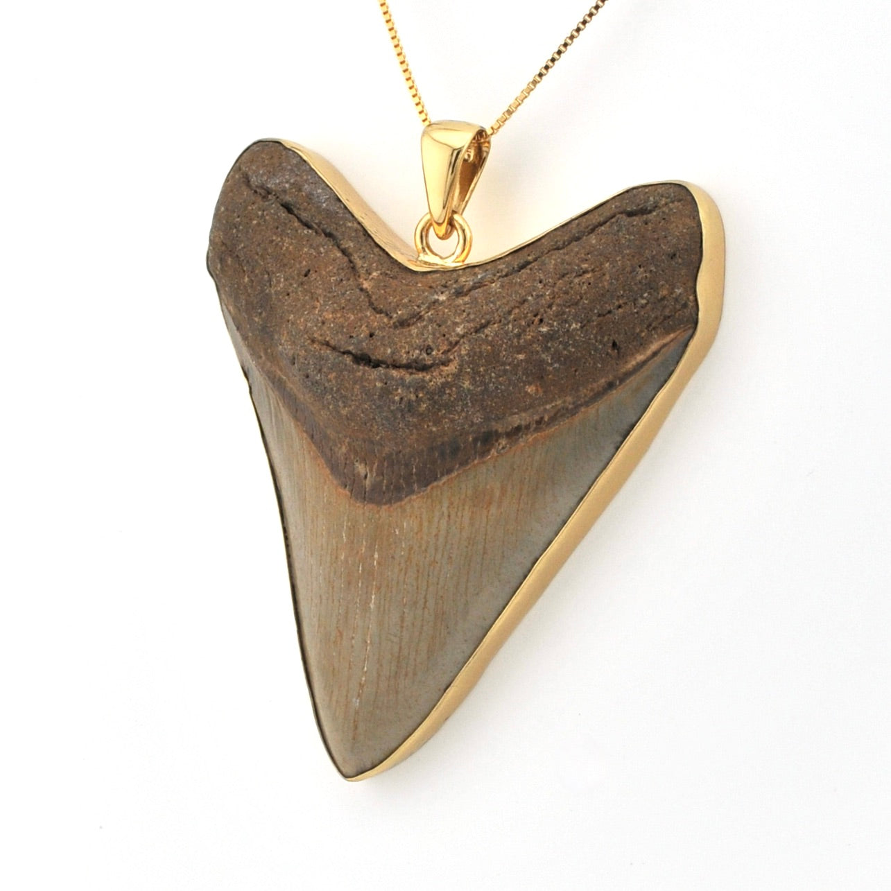 Fossilized shark tooth pendant with gold setting on a white background