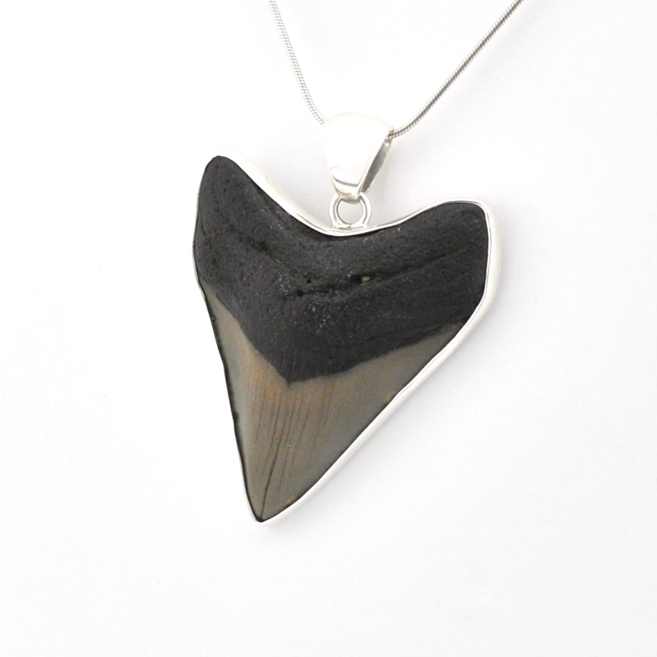 Shark tooth pendant on a chain against a white background