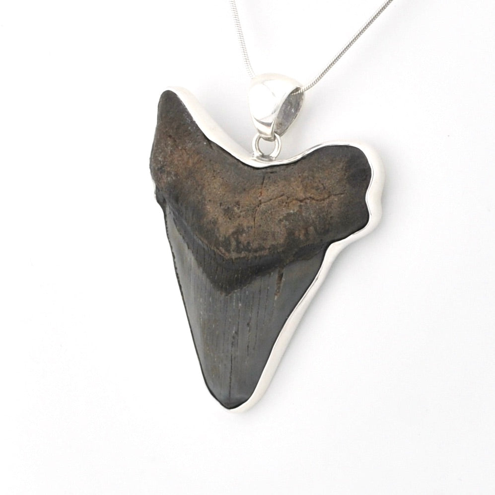 Fossilized shark tooth pendant on a white background