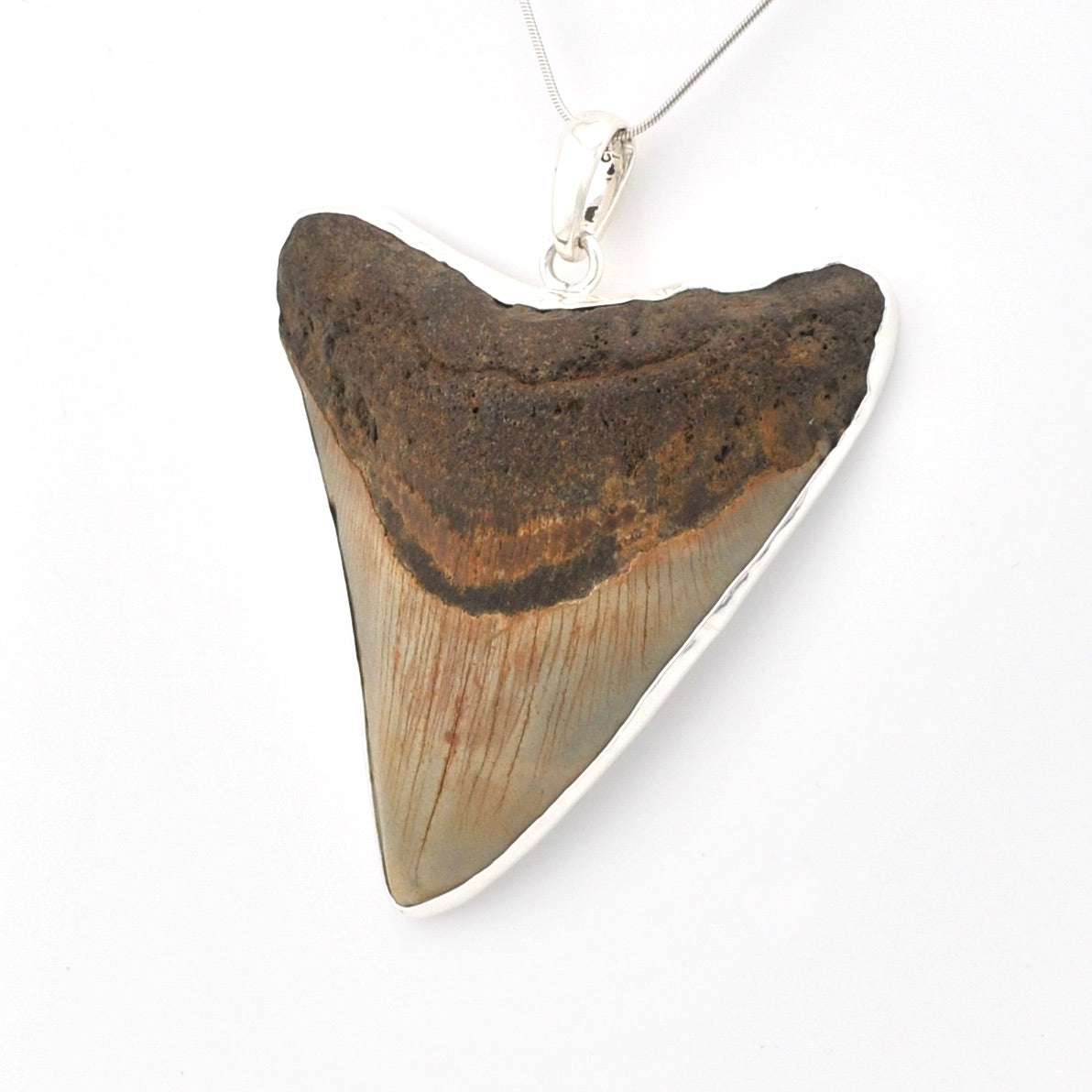 Fossilized shark tooth pendant on a white background