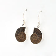 Ammonite fossil earrings on white background