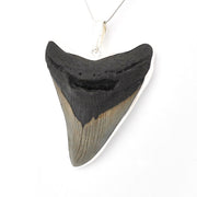 Fossilized shark tooth pendant on a white background
