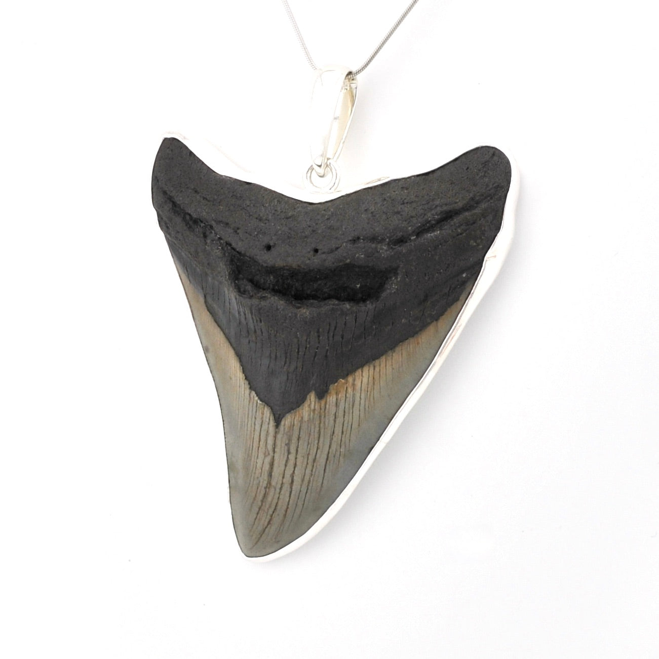 Fossilized shark tooth pendant on a white background