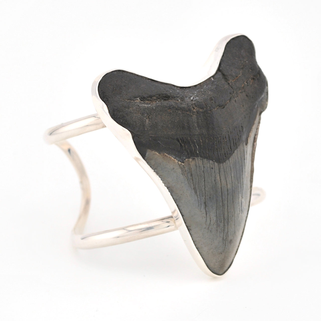 Fossilized shark tooth in a silver bracelet on a white background