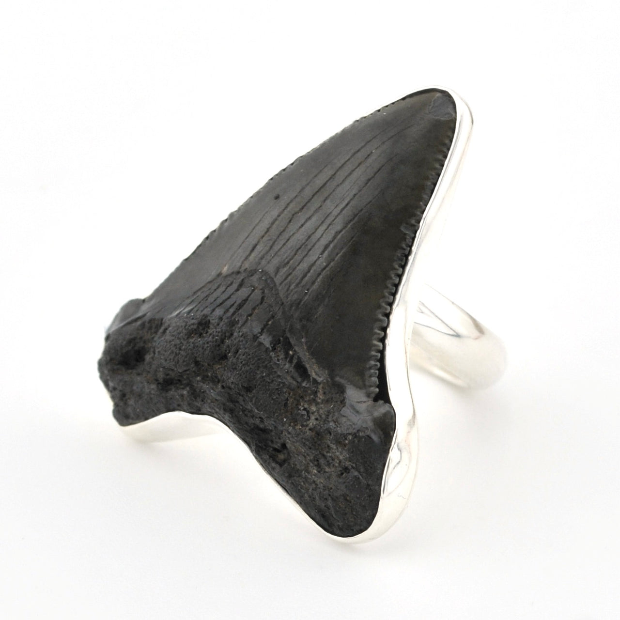Fossilized shark tooth on a white background