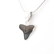 Shark tooth pendant on a silver chain against a white background