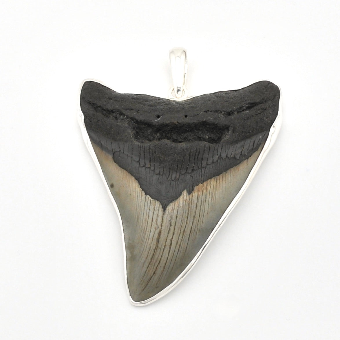 Fossilized shark tooth pendant on a white background