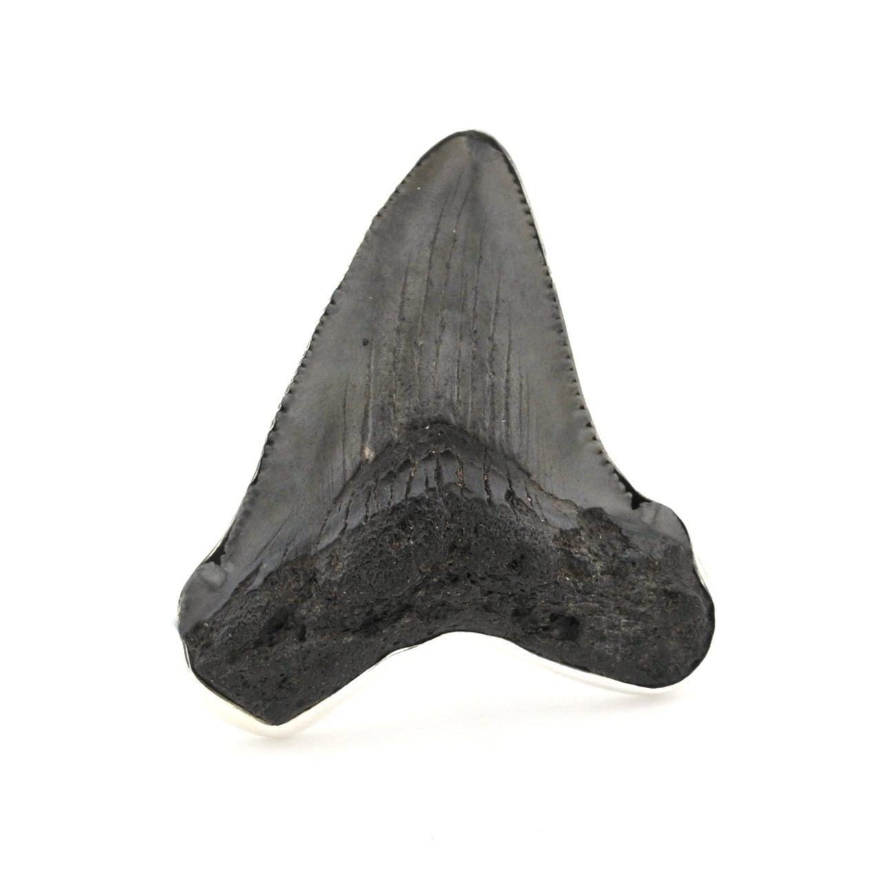 Fossilized shark tooth on a white background