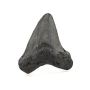 Fossilized shark tooth on a white background