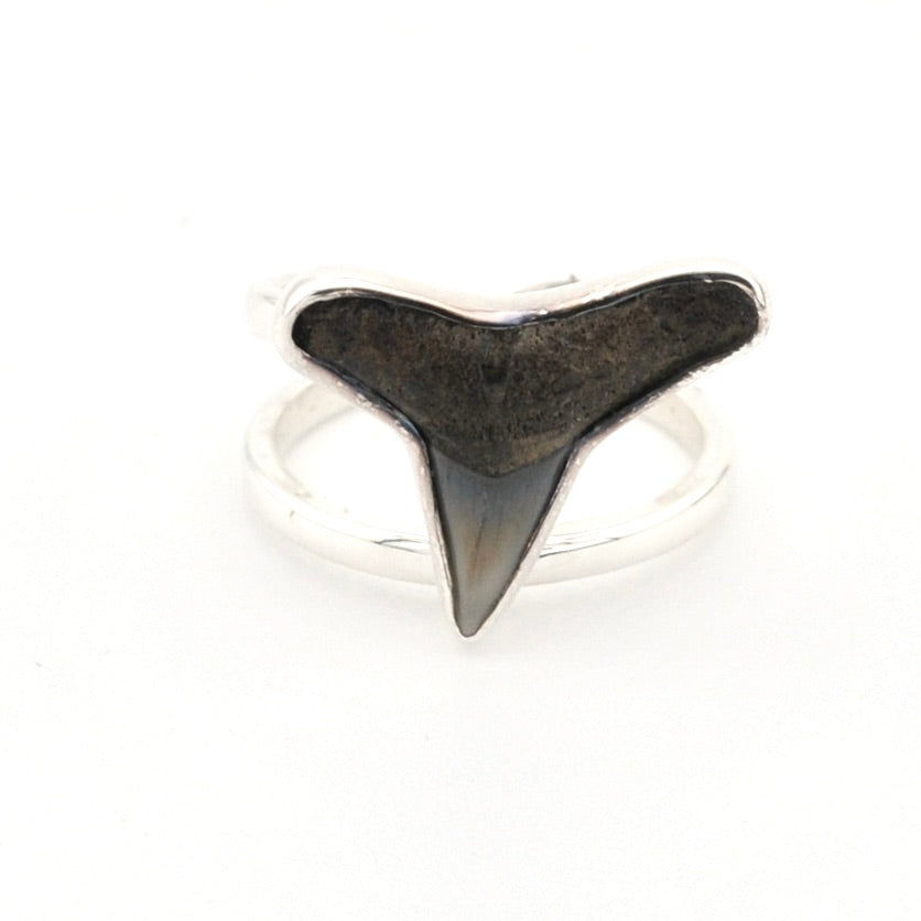 Shark tooth ring on a white background
