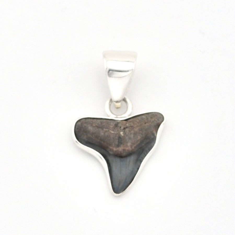 Shark tooth pendant on a white background