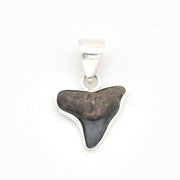 Shark tooth pendant on a white background