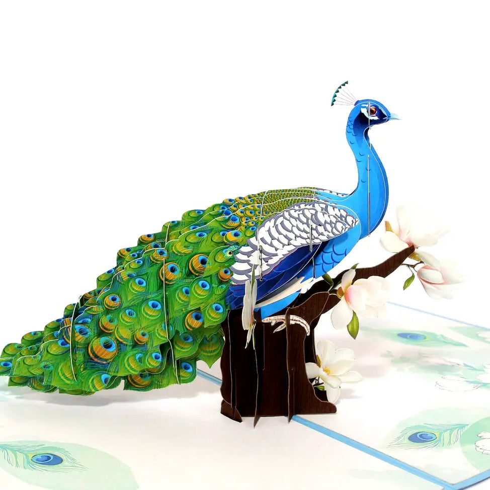 The Peacock Pop Up Card is such a playful and unique pop up card for your family and friends. This card is perfect for birthdays, anniversaries, and ceremonies.