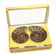 Fossil Ammonite Cut Polished Pair 2 Inch