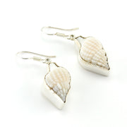 Sterling Silver Nassa Clothrata Shell Earrings